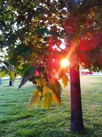 Sun shining through trees in park