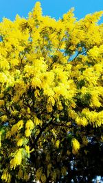 Low angle view of yellow tree against sky