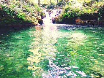 Scenic view of river in forest