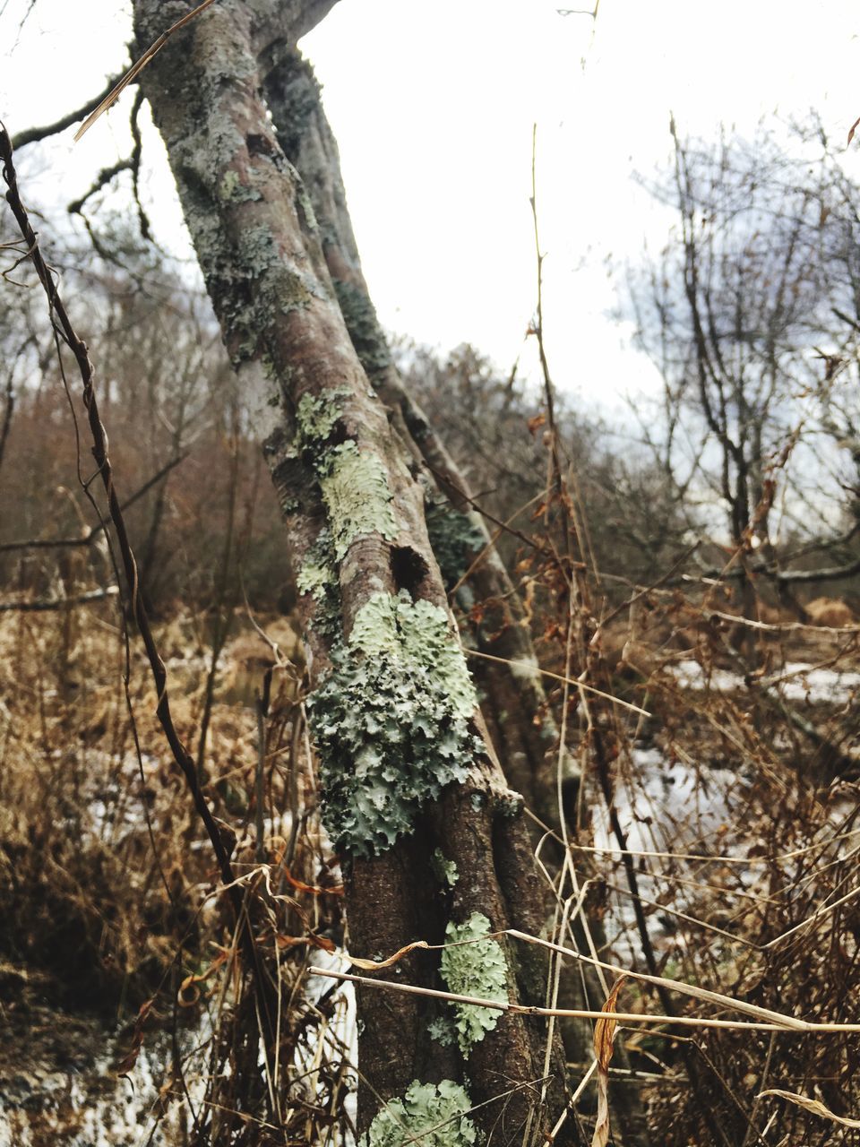 CLOSE-UP OF TREE TRUNK IN FOREST