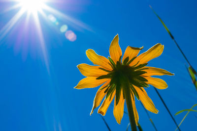 Low angle view of yellow flower against blue sky