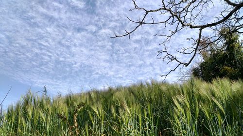 Plants on field against sky