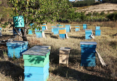 Painted wooden beehives with active honey bees