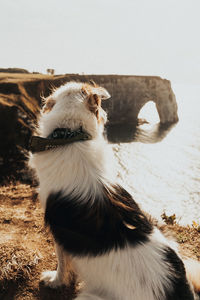 Dog looking away on coast