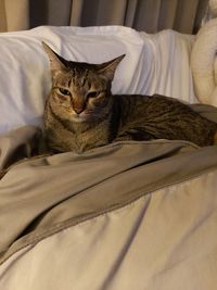 Portrait of a cat resting on bed