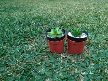 High angle view of potted plants on field