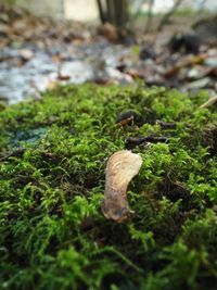 Close-up of lizard on grass