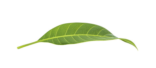 Close-up of leaves against white background