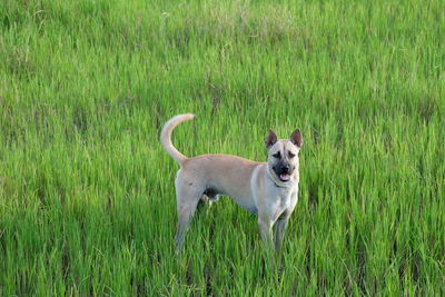 Dog running in field