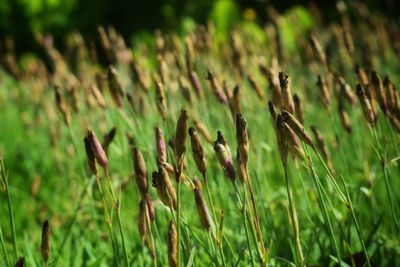 Close-up of crops on field