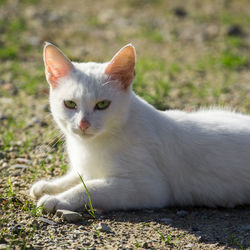 View of a cat looking away