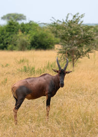 Topi, damaliscus jimela, ishasha national park, uganda