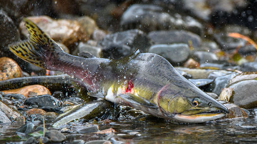 High angle view of fish