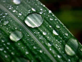 Close-up of raindrops on leaf