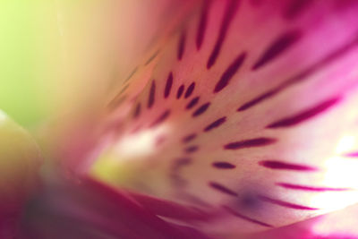 Close-up of red flower