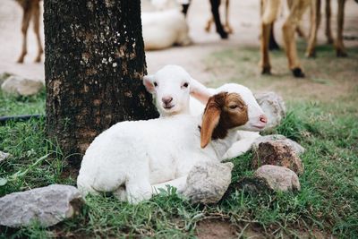 Kid goats by tree trunk