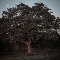 Trees on field against sky