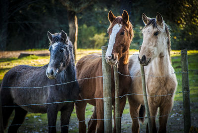 Portrait of horses standing in grass