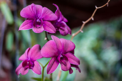 Close-up of pink flowering plant