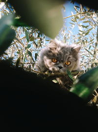 Portrait of cat on tree