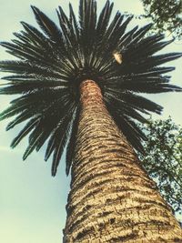 Low angle view of palm trees