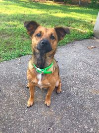 Portrait of dog sitting on grass