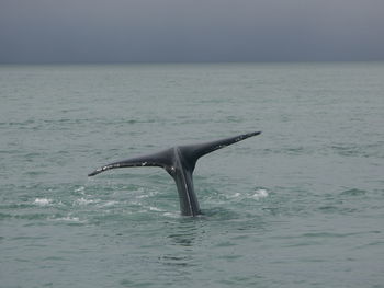 Whale swimming in sea against sky