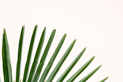 Close-up of palm leaf against white background