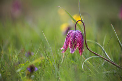 Close-up of purple crocus flowers on field