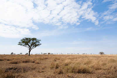 Trees on field against sky