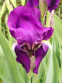 Close-up of purple iris blooming outdoors