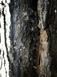 Close-up of tree trunk