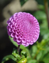 Close-up of purple flower blooming outdoors