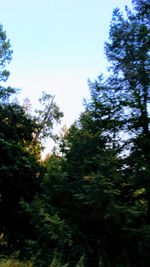 Low angle view of trees in forest against sky