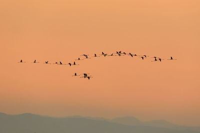 Flock of birds flying against sky during sunset