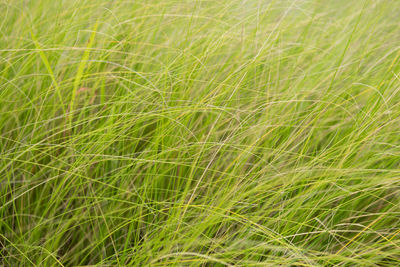 Full frame shot of corn field