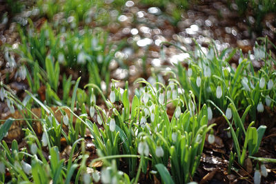 Close-up of plants growing on field