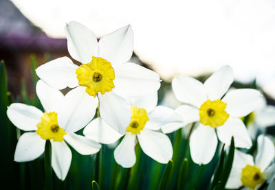 Close-up of white daffodil flowers