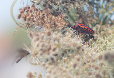 Close-up of butterfly on plant