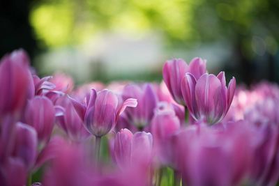 Close-up of pink tulips blooming outdoors