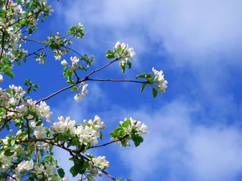 Low angle view of apple blossoms against sky