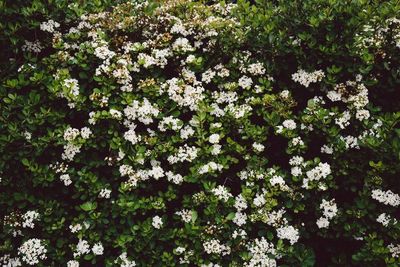 Full frame shot of white flowers