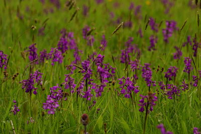 Close-up of purple flowering plants on field