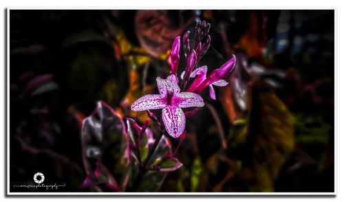 Close-up of flower against blurred background