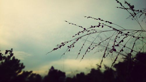 Low angle view of plants against sky at sunset