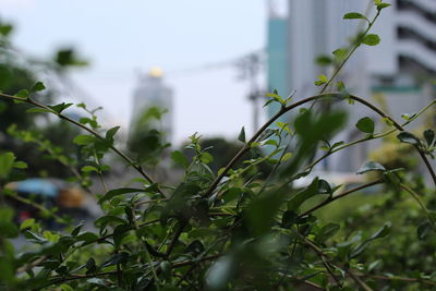 Close-up of flowering plant