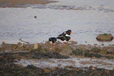 Two dogs on beach