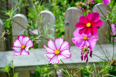 Close-up of pink cosmos flowers