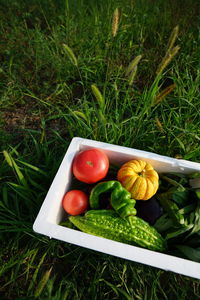 High angle view of fruits on plant in field