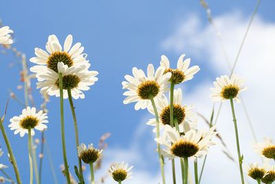 Close-up of cosmos flowers blooming against clear sky